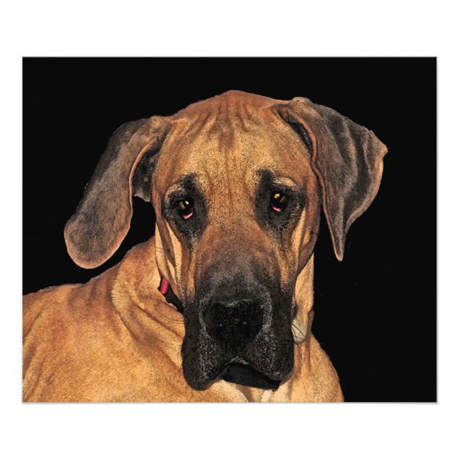 Great Dane Gentle Giant Photo Print (Front)