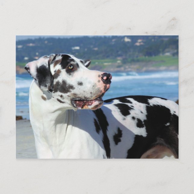 Great Dane - Harlequin - Bogey Postcard (Front)