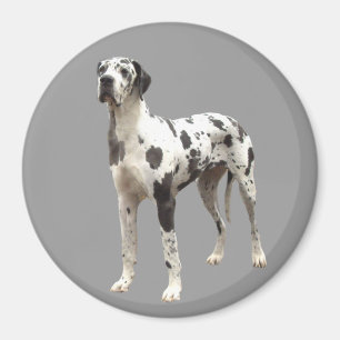Great Dane Harlequin Magnet