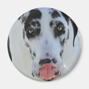 Great Dane - Harlequin - My Tongue Touches My Nose Magnet