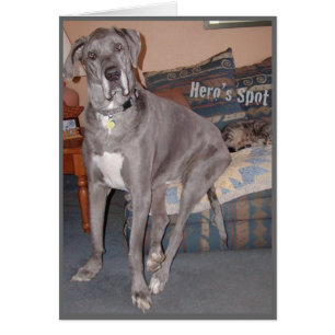 Great Dane Hero's Spot on the Couch
