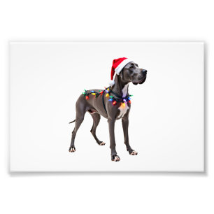 Great Dane Holiday Christmas Light (3) Photo Print
