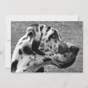 GREAT DANE INVITATION