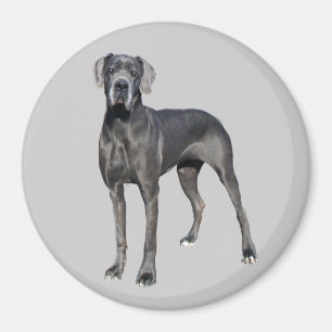Great Dane King of Dogs Magnet