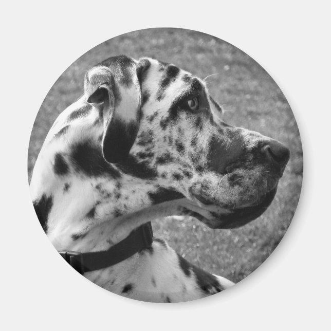 GREAT DANE MAGNET (Front)