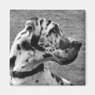 GREAT DANE MAGNET