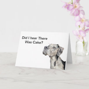 Great Dane Merle - Funny Birthday Card