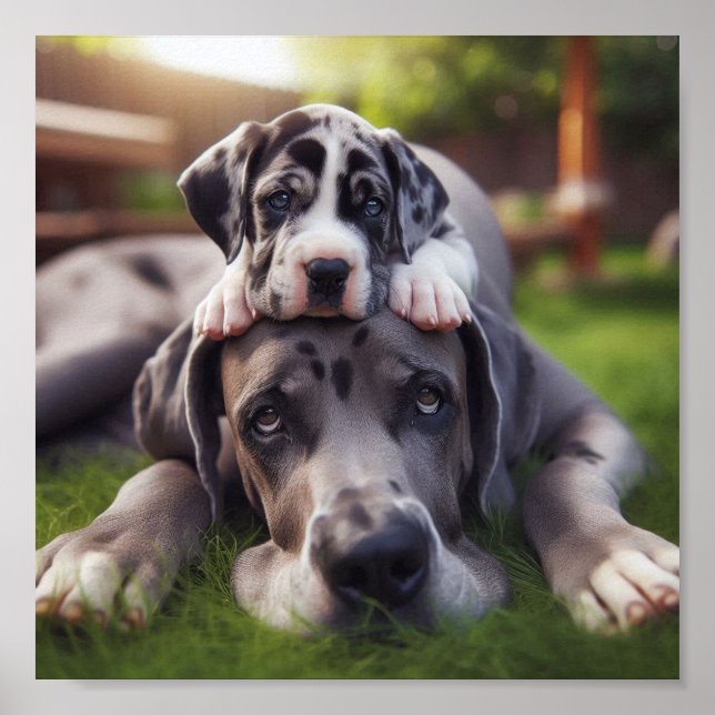 Great Dane mum and her puppy Poster (Front)