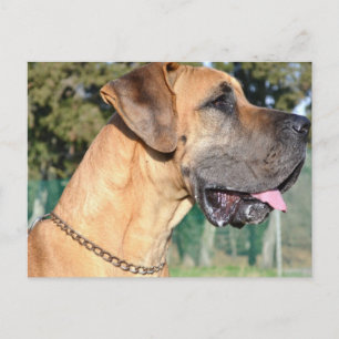 Great Dane Photo Postcard