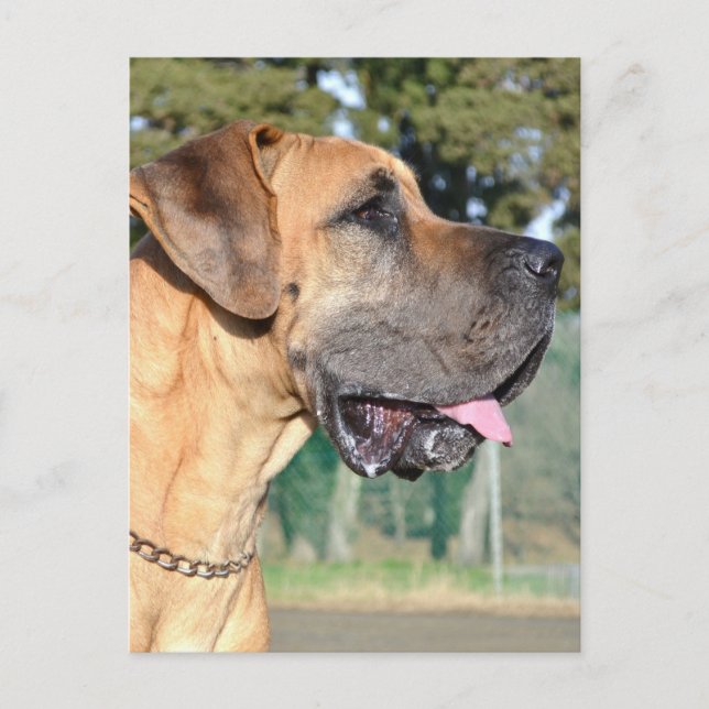 Great Dane Photo Postcard (Front)