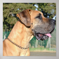 Great Dane Photo Poster