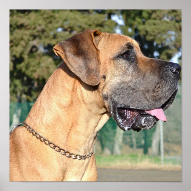 Great Dane Photo Poster (Front)