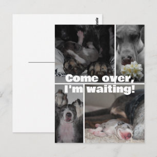 Great Dane Photography  Postcard