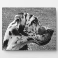 GREAT DANE
