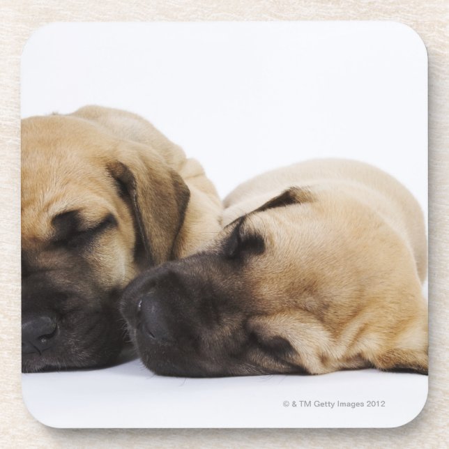 Great Dane puppies sleeping side by side in Coaster (Front)