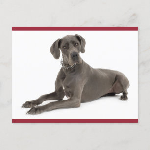 Great Dane Puppy Dog Blank Post Card