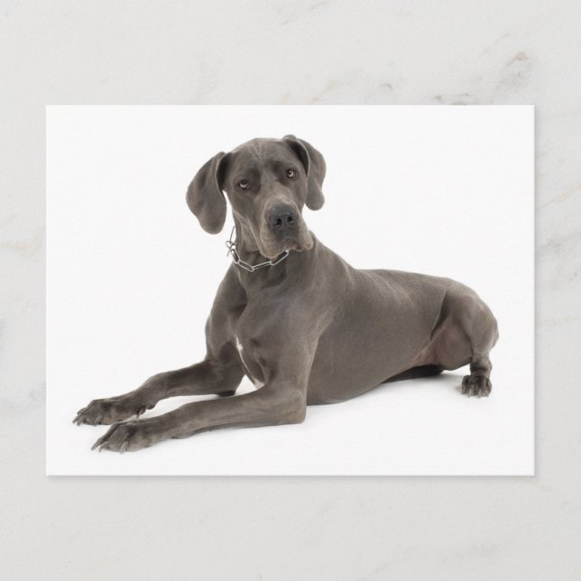 Great Dane Puppy Dog Blank Post Card (Front)