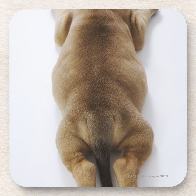 Great Dane puppy lying down in studio, overhead Coaster (Front)