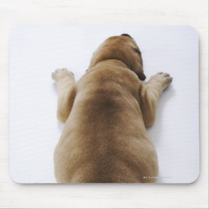 Great Dane puppy lying down in studio, overhead Mouse Pad