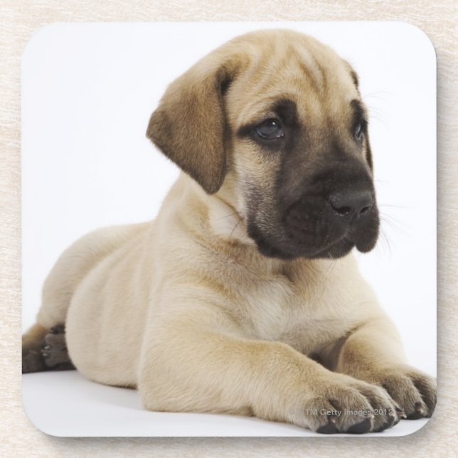 Great Dane puppy Lying in Studio Coaster (Front)