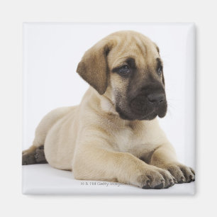 Great Dane puppy Lying in Studio Magnet