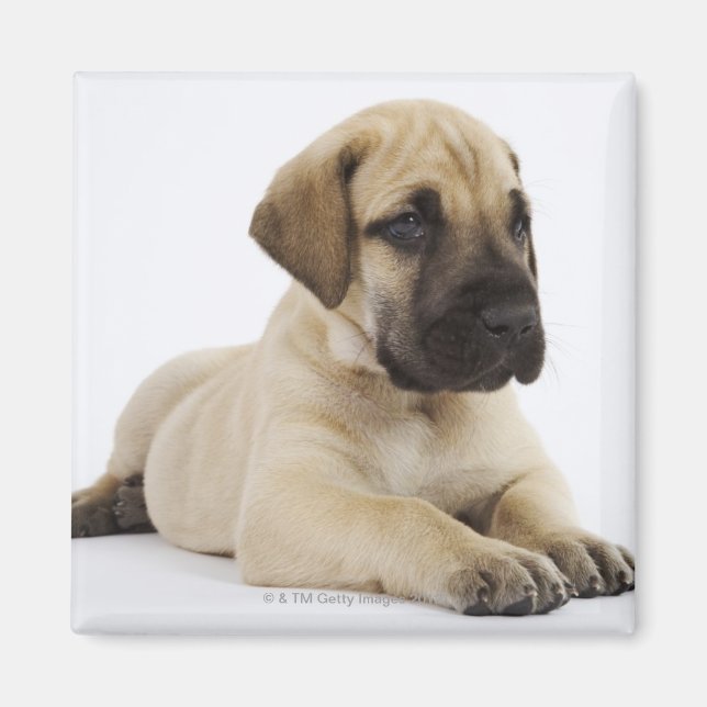 Great Dane puppy Lying in Studio Magnet (Front)