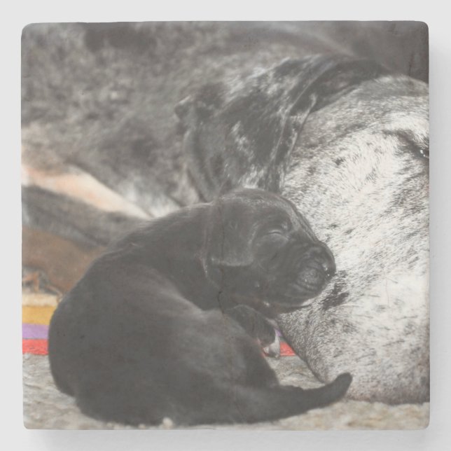 Great Dane Puppy Marble Coaster with square images (Front)