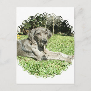 Great Dane Puppy Postcard
