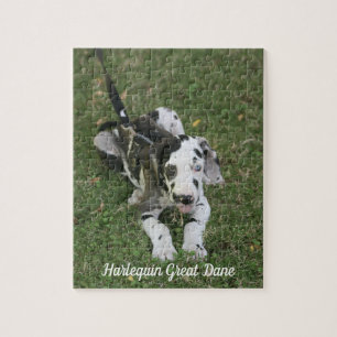 Great Dane Puppy Puzzle
