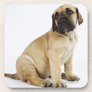 Great Dane Puppy Sitting in Studio Coaster