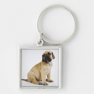 Great Dane Puppy Sitting in Studio Key Ring