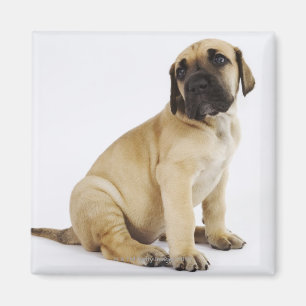 Great Dane Puppy Sitting in Studio Magnet