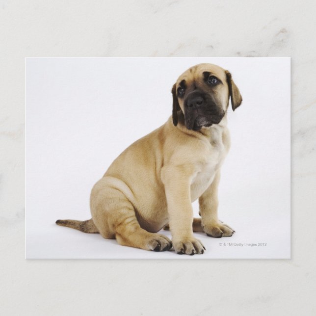 Great Dane Puppy Sitting in Studio Postcard (Front)