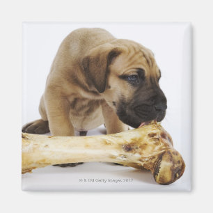 Great Dane puppy with bone in studio Magnet