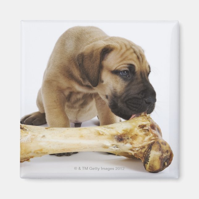 Great Dane puppy with bone in studio Magnet (Front)