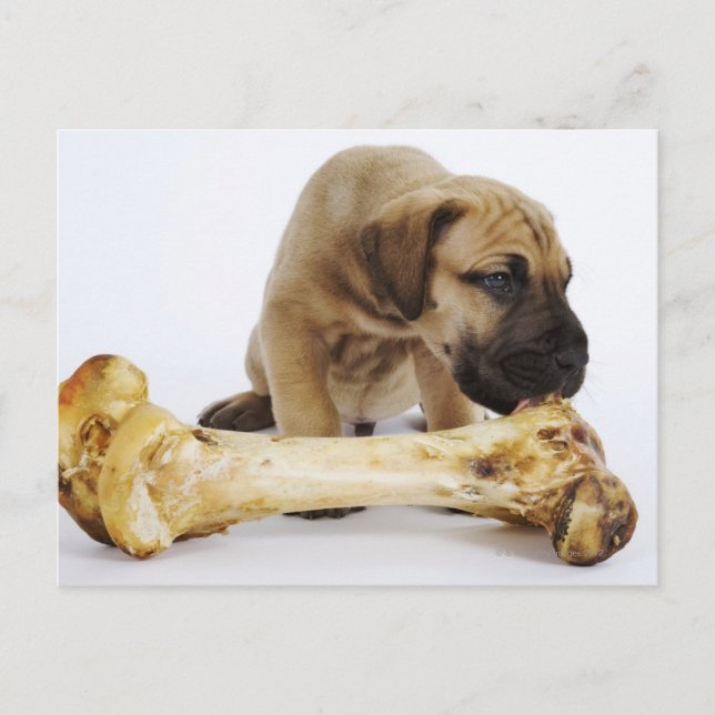 Great Dane puppy with bone in studio Postcard (Front)