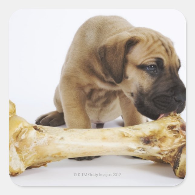 Great Dane puppy with bone in studio Square Sticker (Front)