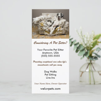 Great Dane Relaxed on Chewed Sofa Pet Sitter 