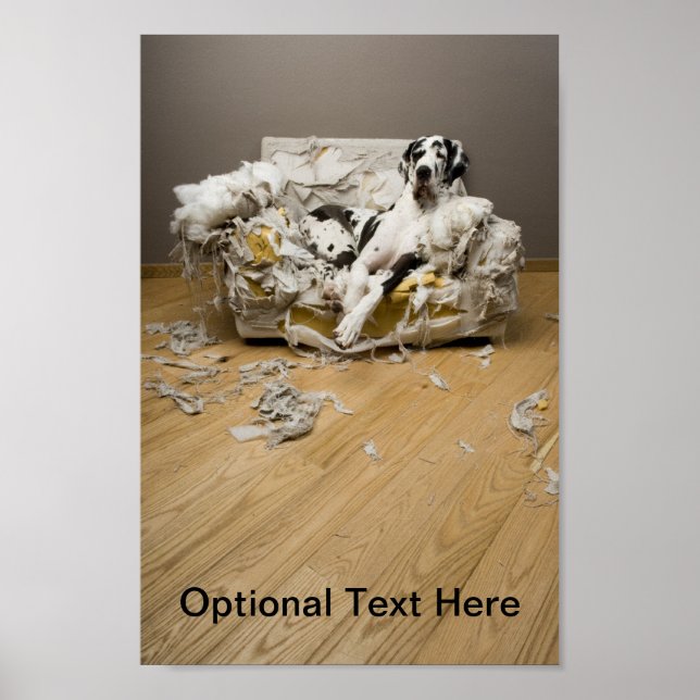 Great Dane Relaxing on Chewed Sofa Poster (Front)