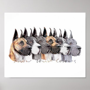 Great Dane Show Colours Group Poster