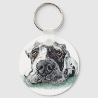 Great Dane Taped Up Merle