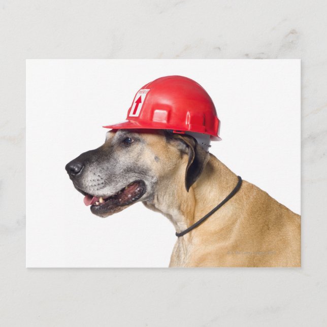 Great Dane wearing a red construction helmet Postcard (Front)