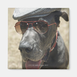 Great Dane wearing hat and sunglasses Magnet