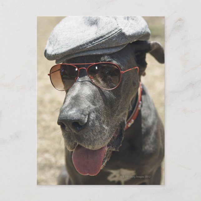 Great Dane wearing hat and sunglasses Postcard (Front)