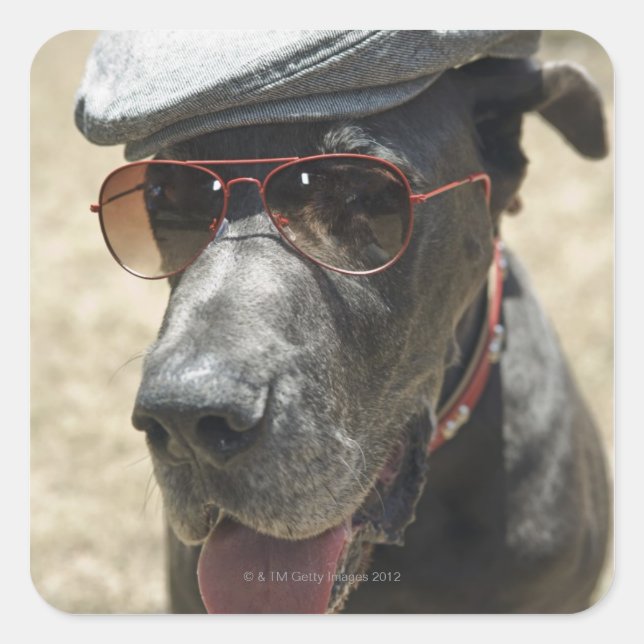 Great Dane wearing hat and sunglasses Square Sticker (Front)