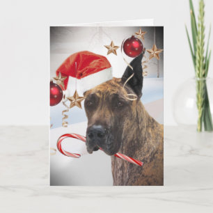 GREAT DANE WEARS SANTA HAT ON EAR HOLIDAY CARD