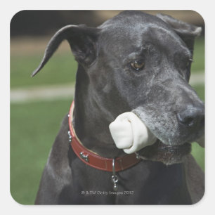 Great Dane with bone Square Sticker