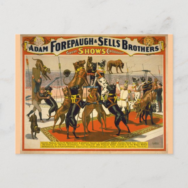 Great Danes / Dogs Circus Poster Postcard (Front)