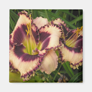 Great Daylily Magnet