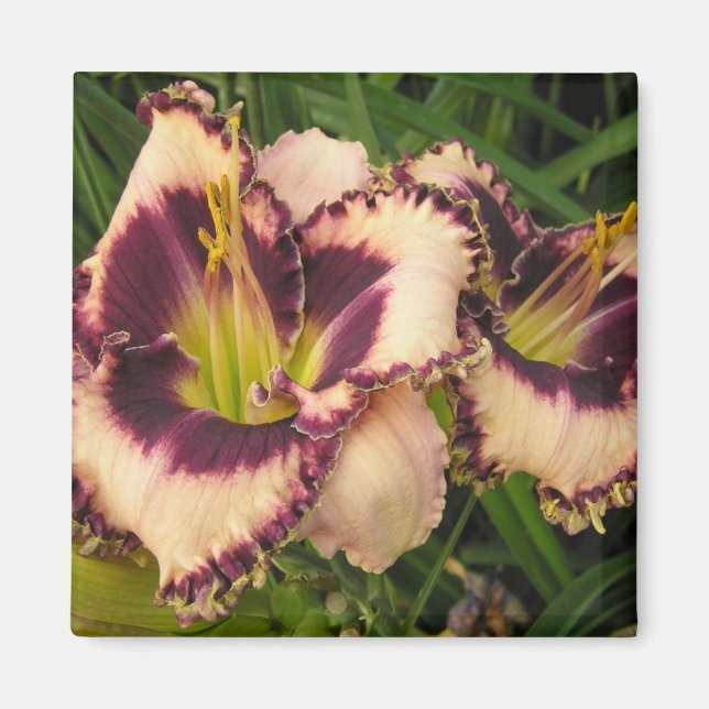 Great Daylily Magnet (Front)